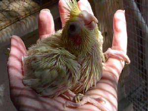 mylutinopearlchick.jpg