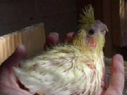 mylutinopearlchick4.jpg