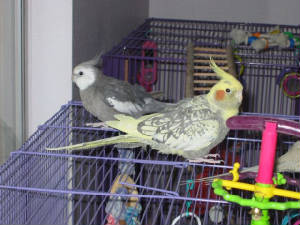 mynewtiel.jpg