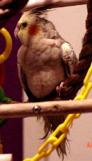 mywillowtiel3.jpg
