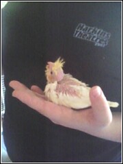 babylutino1.jpg