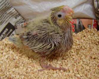 mypastelfacecinnamonsplitmalechick.jpg